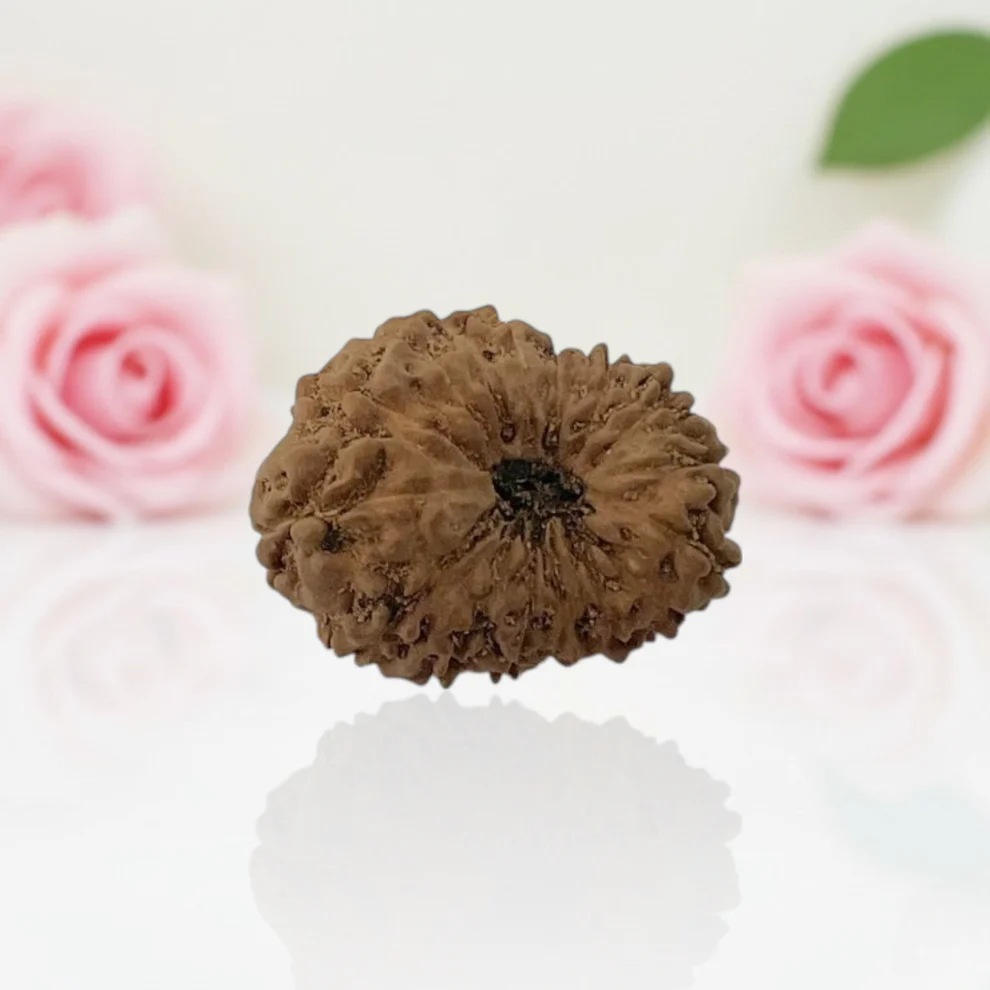 Rudraksha
