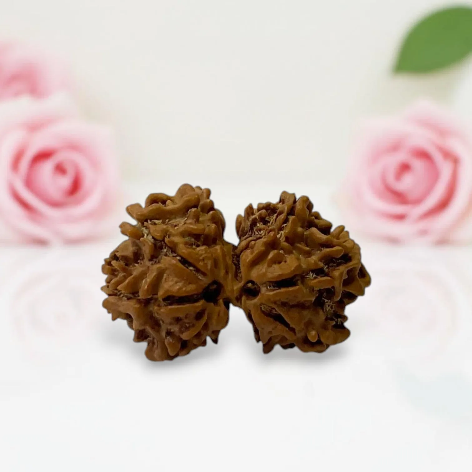 Gauri Shankar Rudraksha