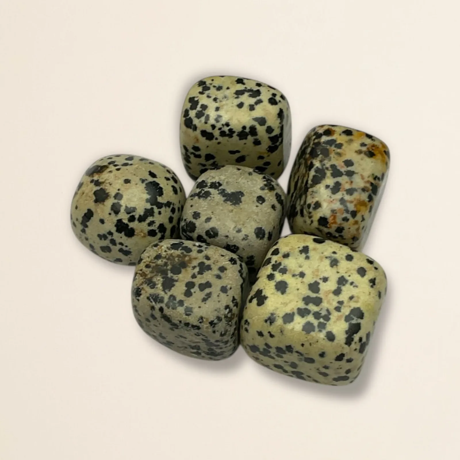 Dalmatain Jasper Tumble