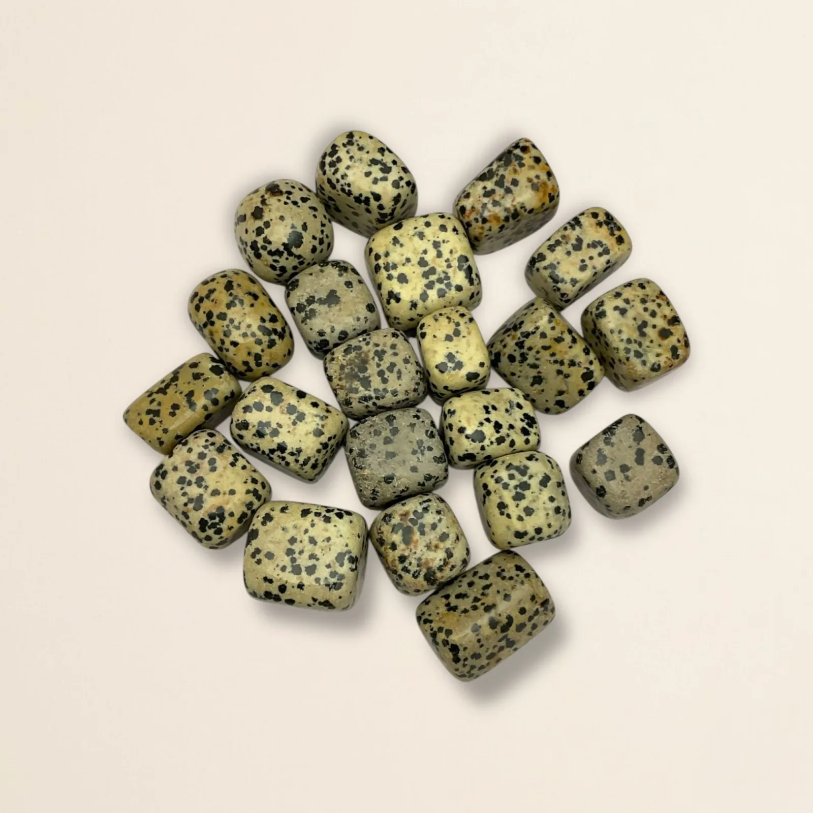 Dalmatain Jasper Tumble
