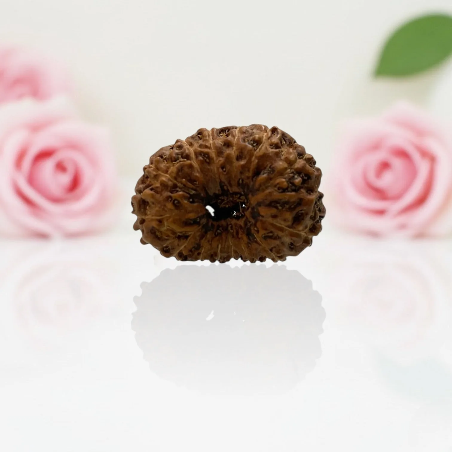 Natural 15 Mukhi Rudraksha