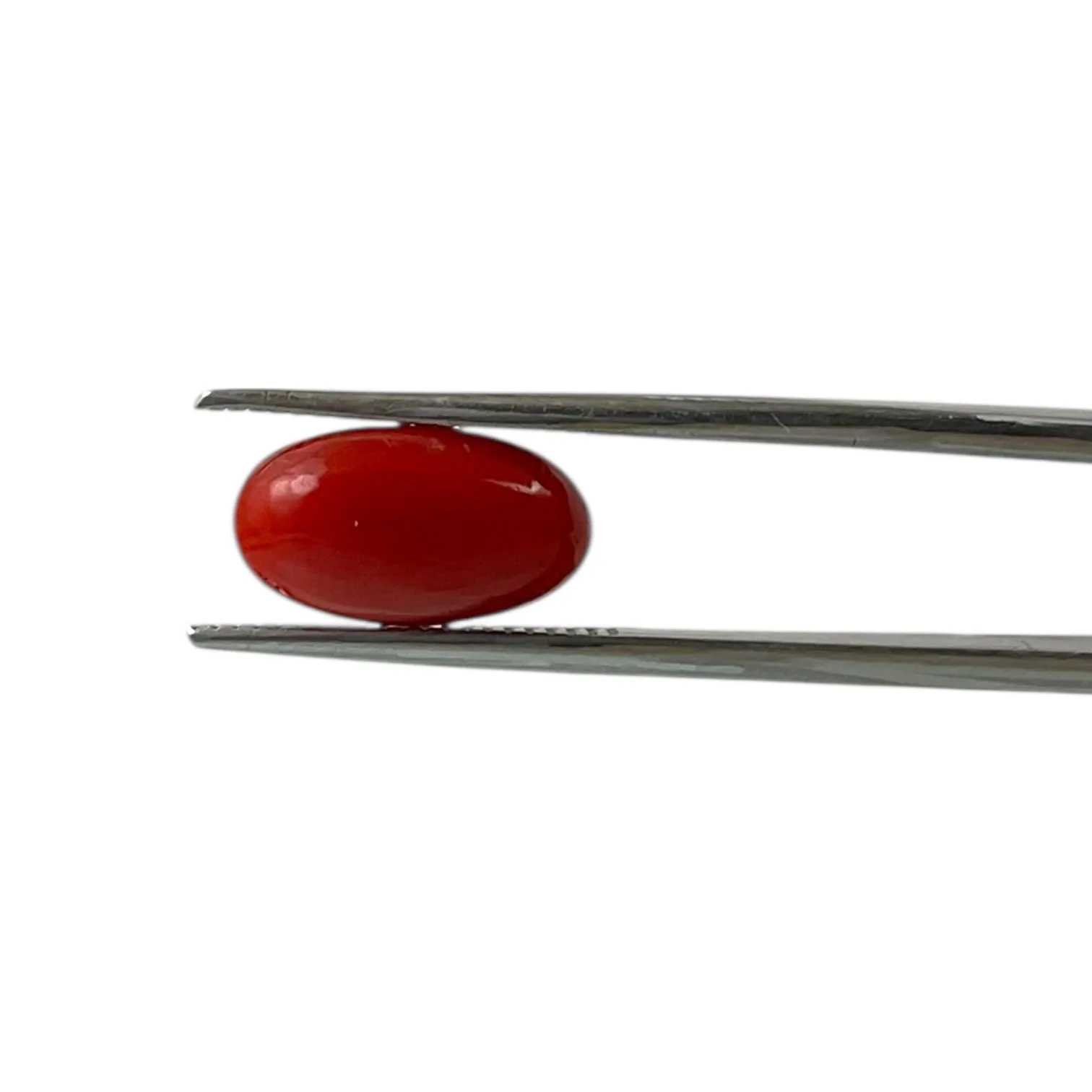 Red Coral (Japanese) - 3.7 Carat