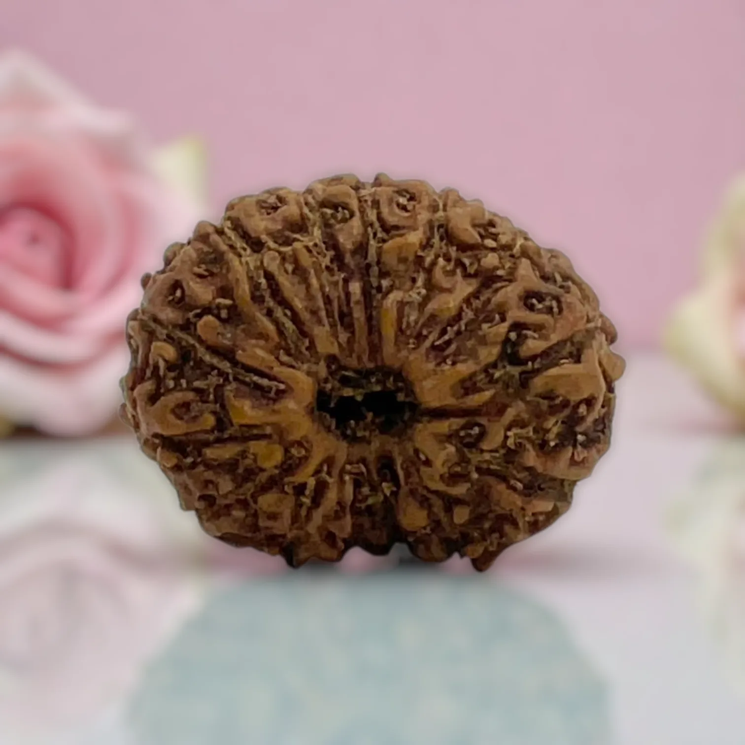 Natural 14 Mukhi Rudraksha