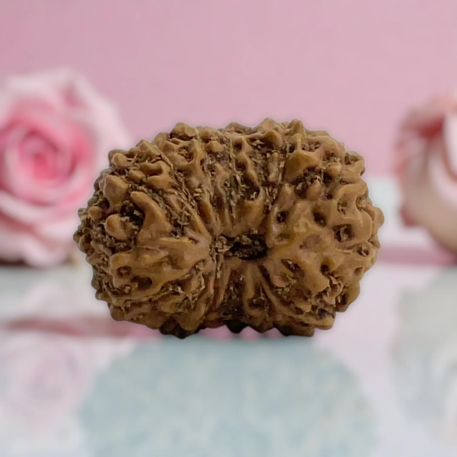 Natural 14 Mukhi Rudraksha