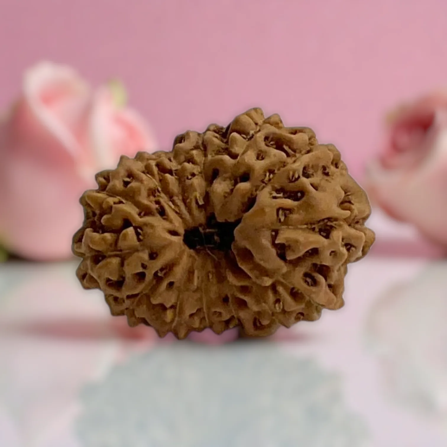 Natural 14 Mukhi Rudraksha