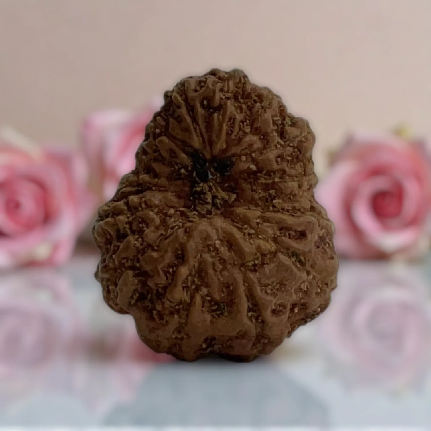 Natural 14 Mukhi Rudraksha