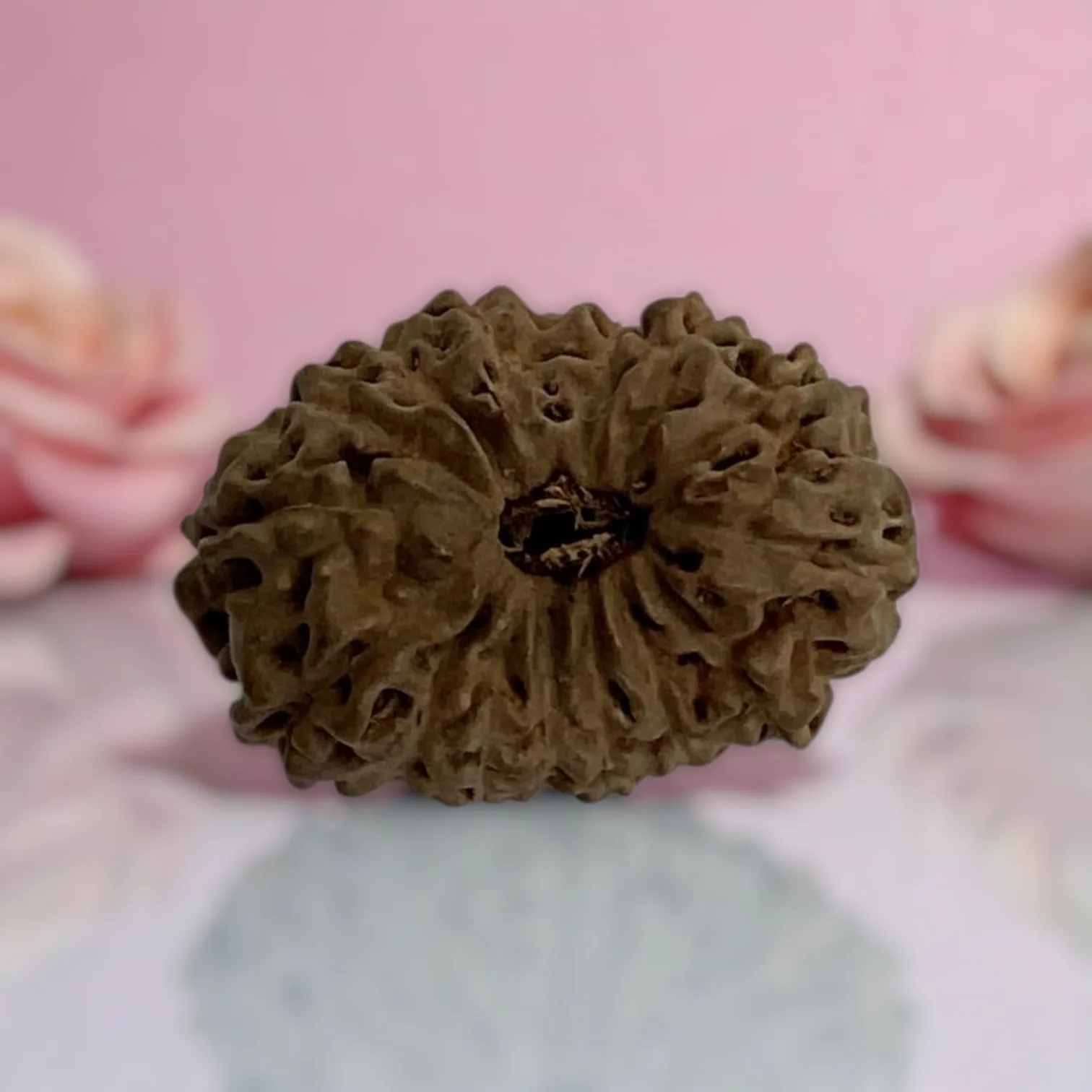 Natural 14 Mukhi Rudraksha