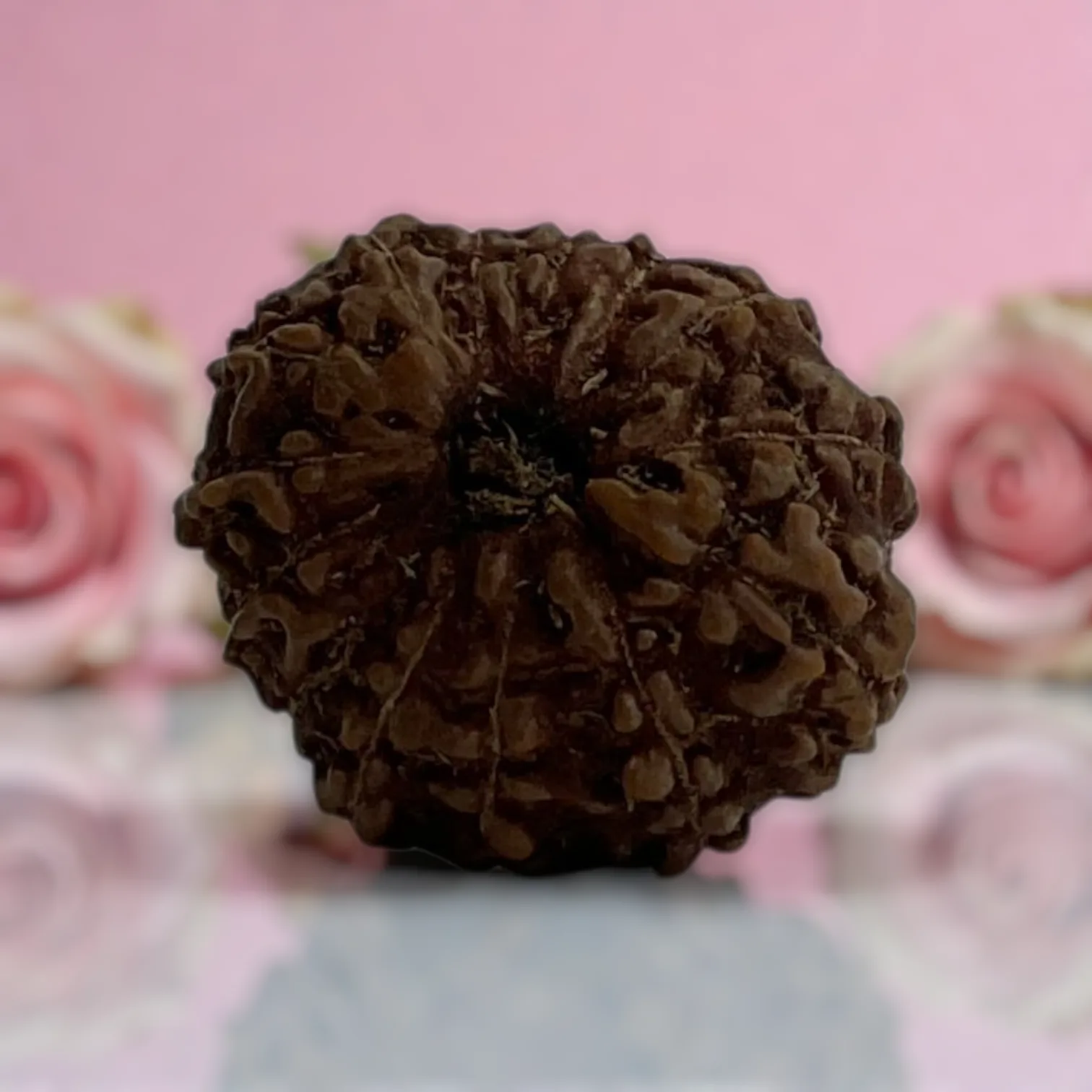 Natural 14 Mukhi Rudraksha