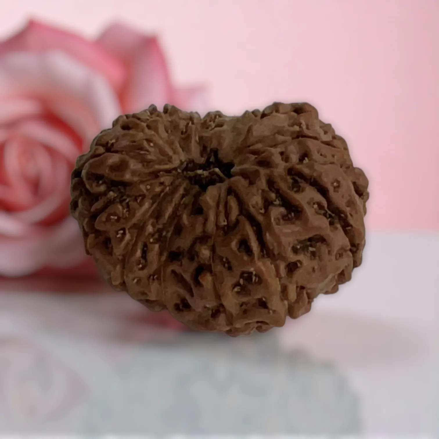 Natural 14 Mukhi Rudraksha