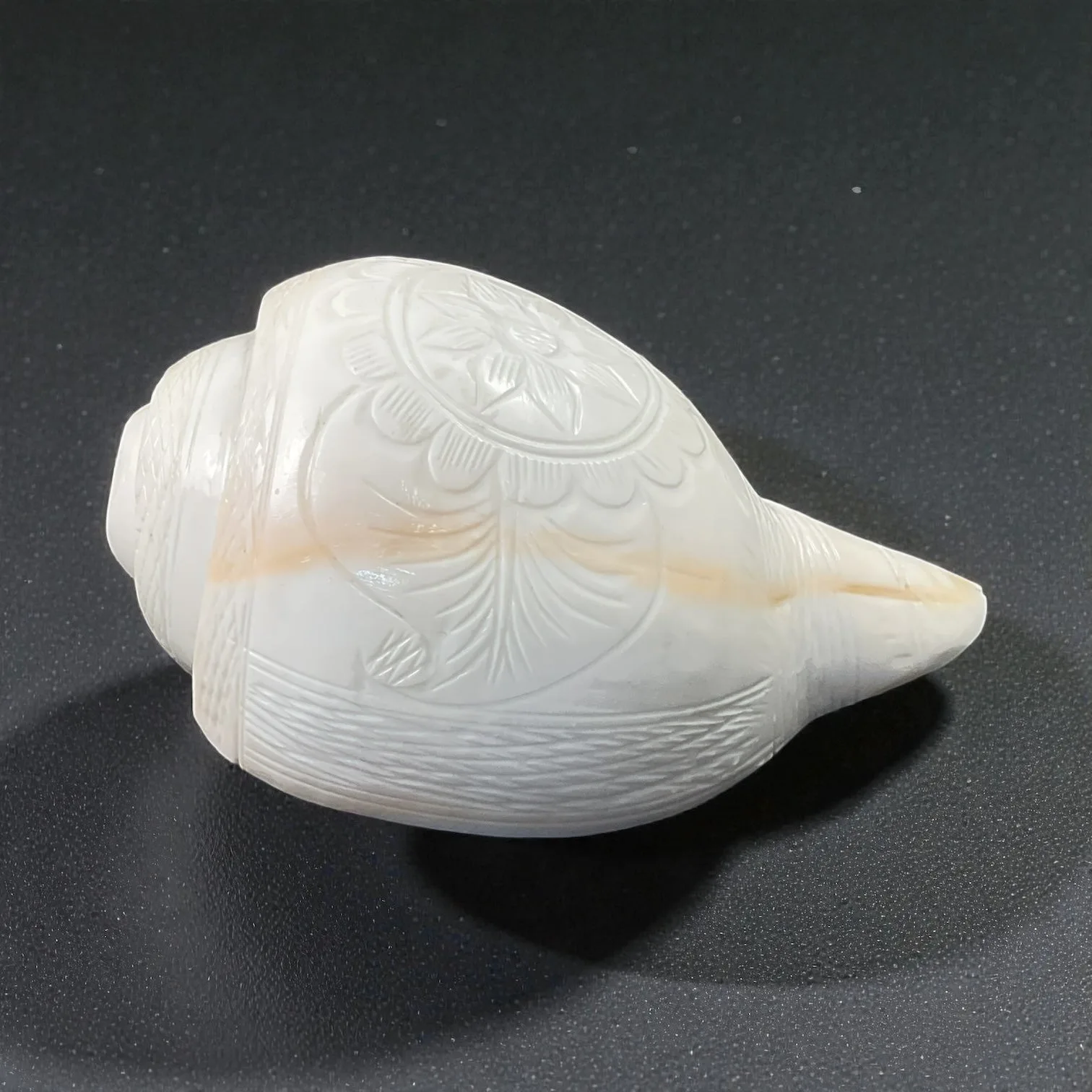 Sea Shankh
