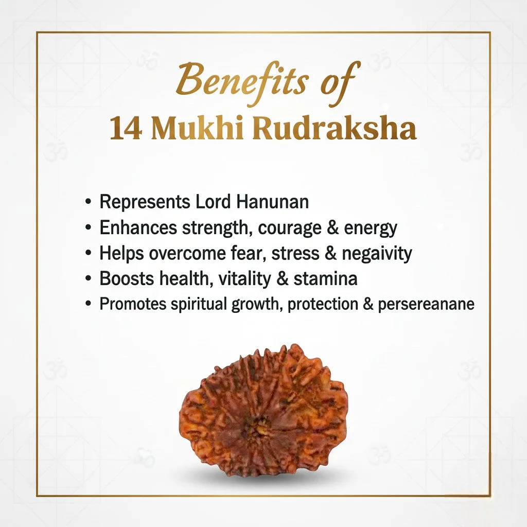 Natural 14 Mukhi Rudraksha Beads