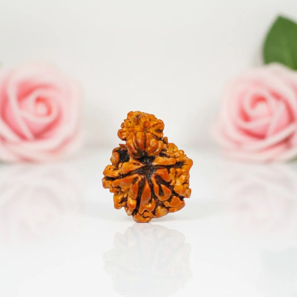 Garbh Gauri Rudraksha Beads