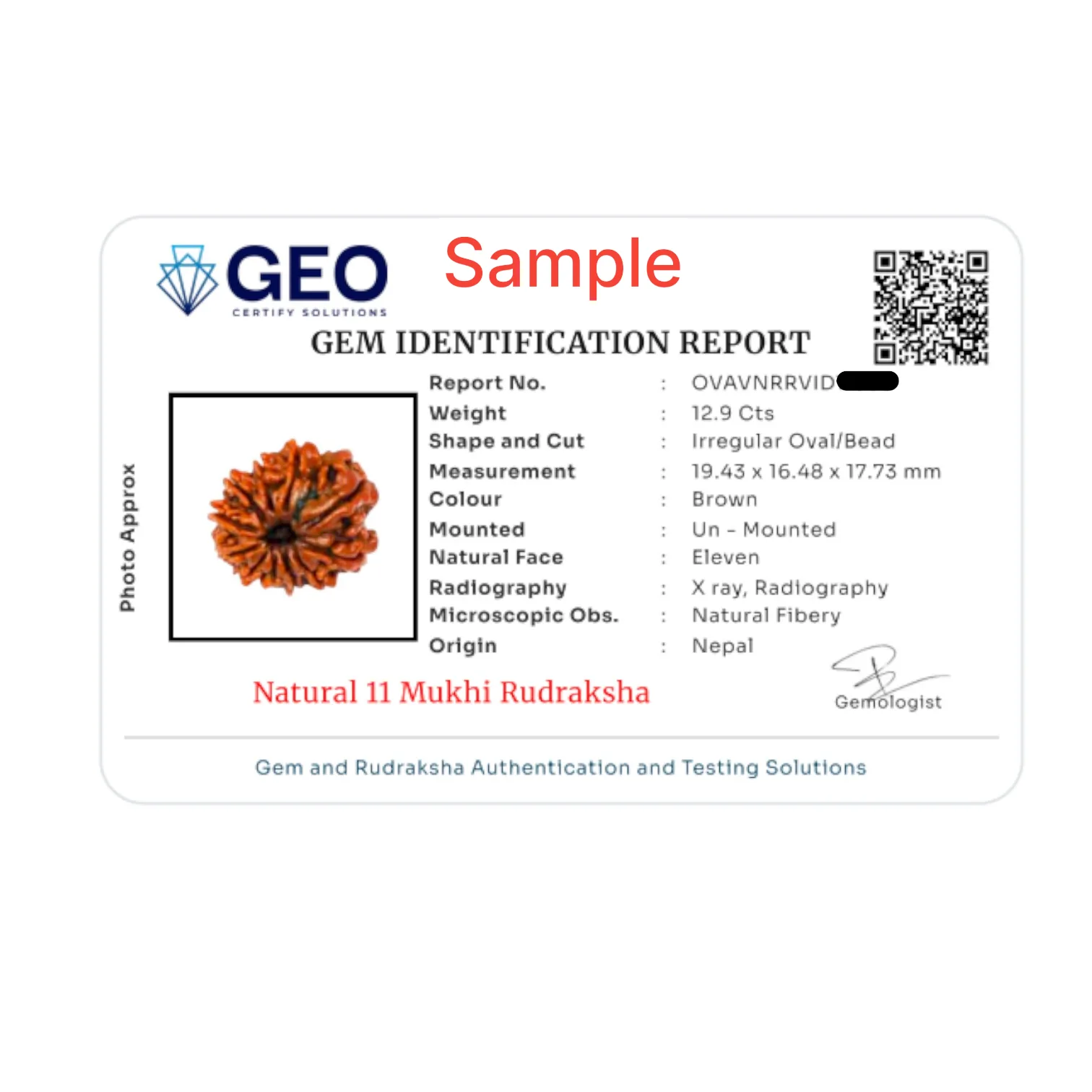 Natural 11 Mukhi Rudraksha Beads
