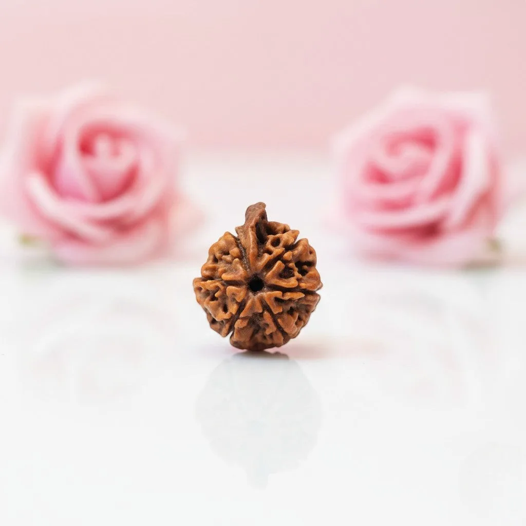 Natural Ganesh Rudraksha Beads  A Premium Quality