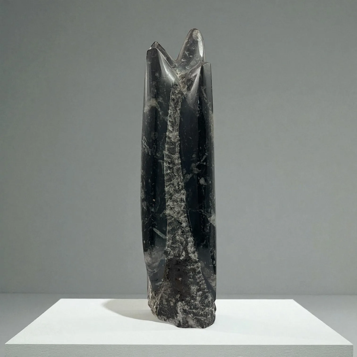Orthoceras