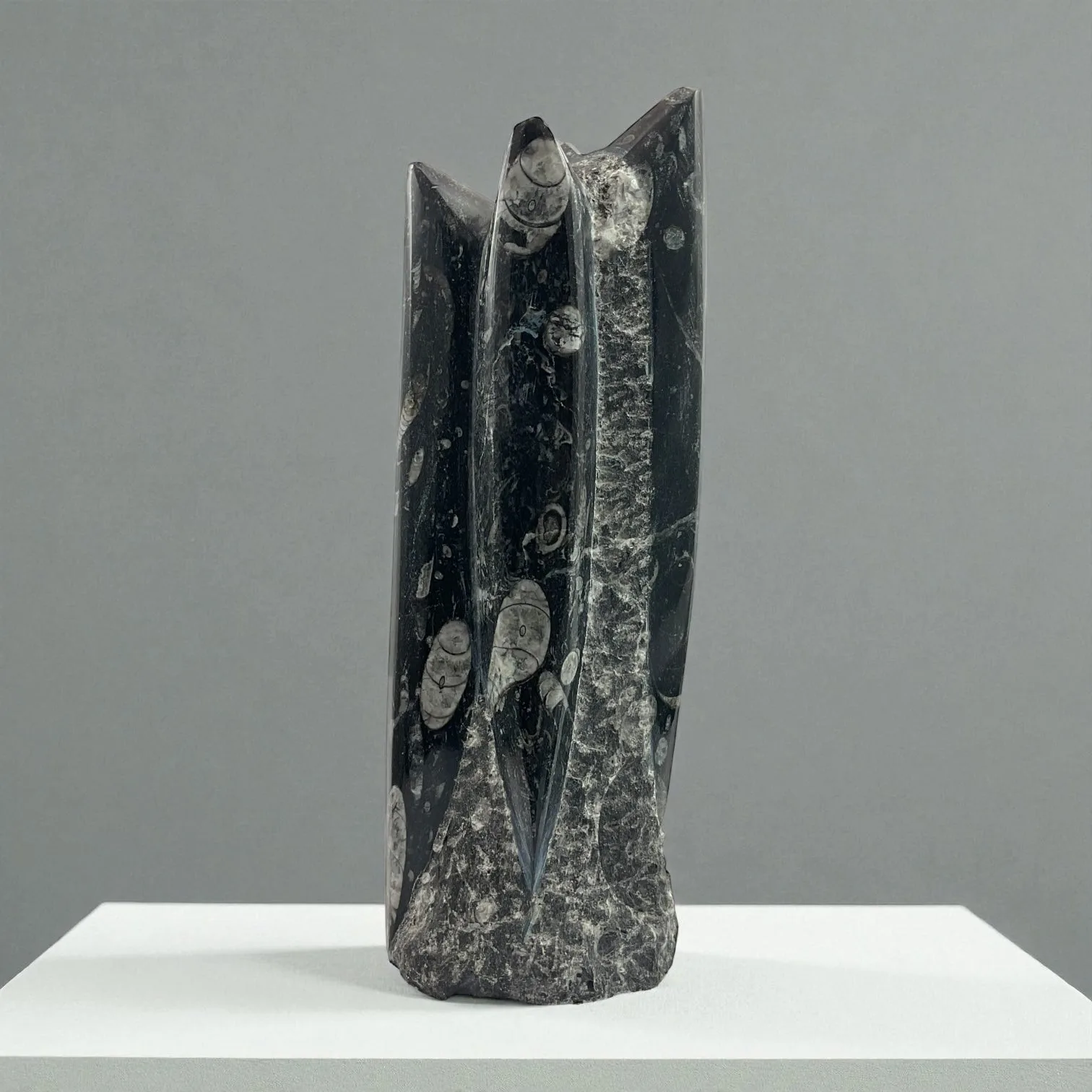 Orthoceras