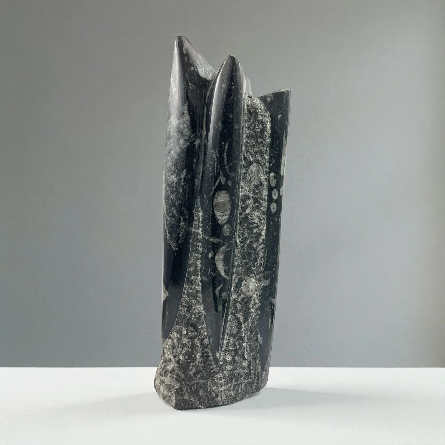 Orthoceras