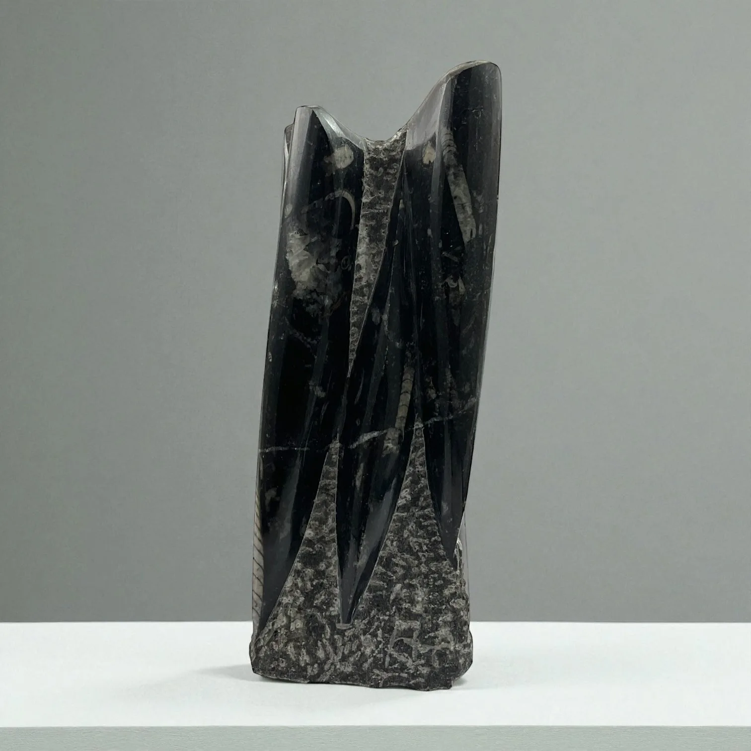 Orthoceras