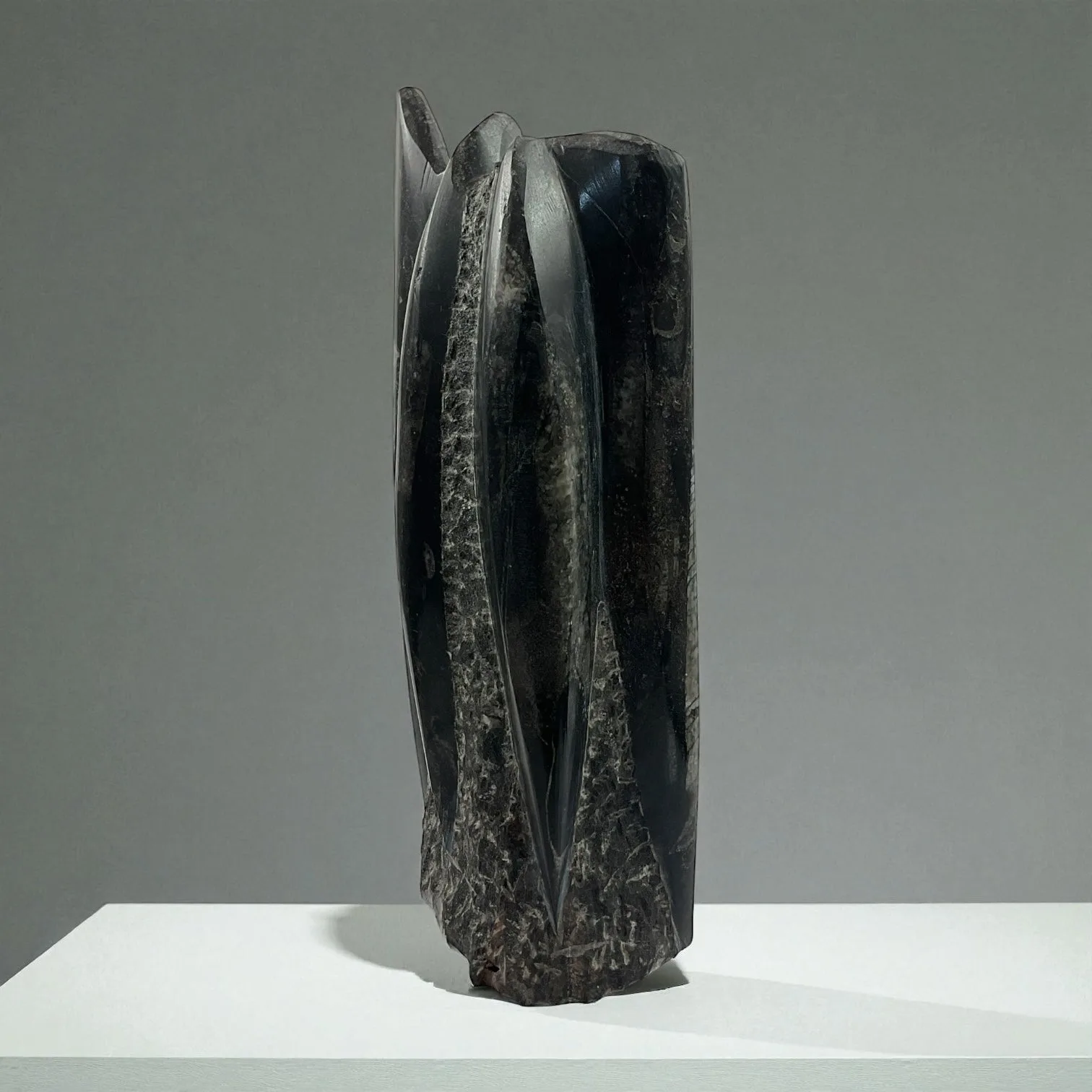 Orthoceras