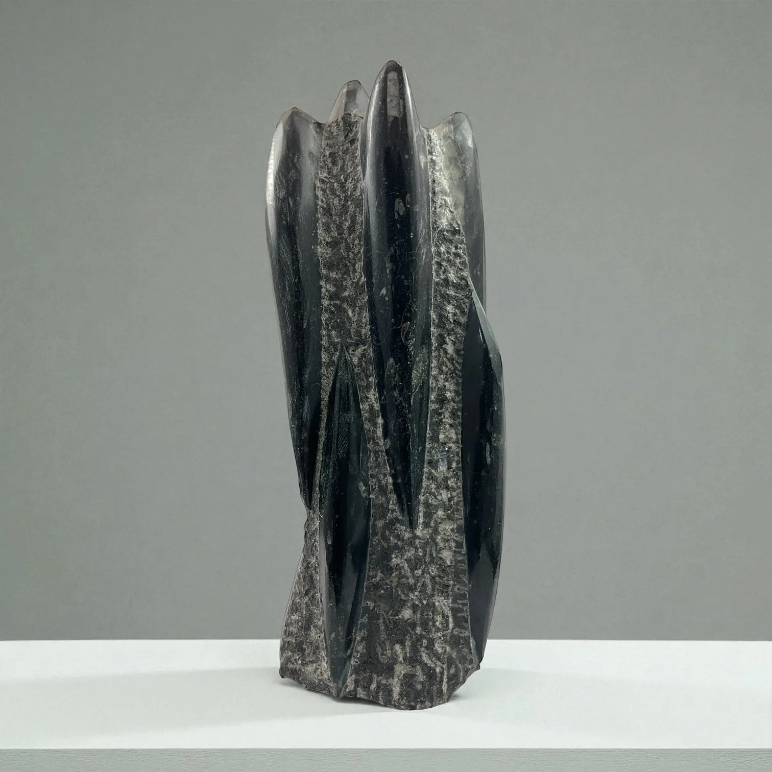 Orthoceras