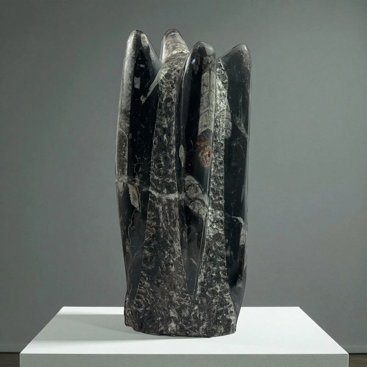 Orthoceras