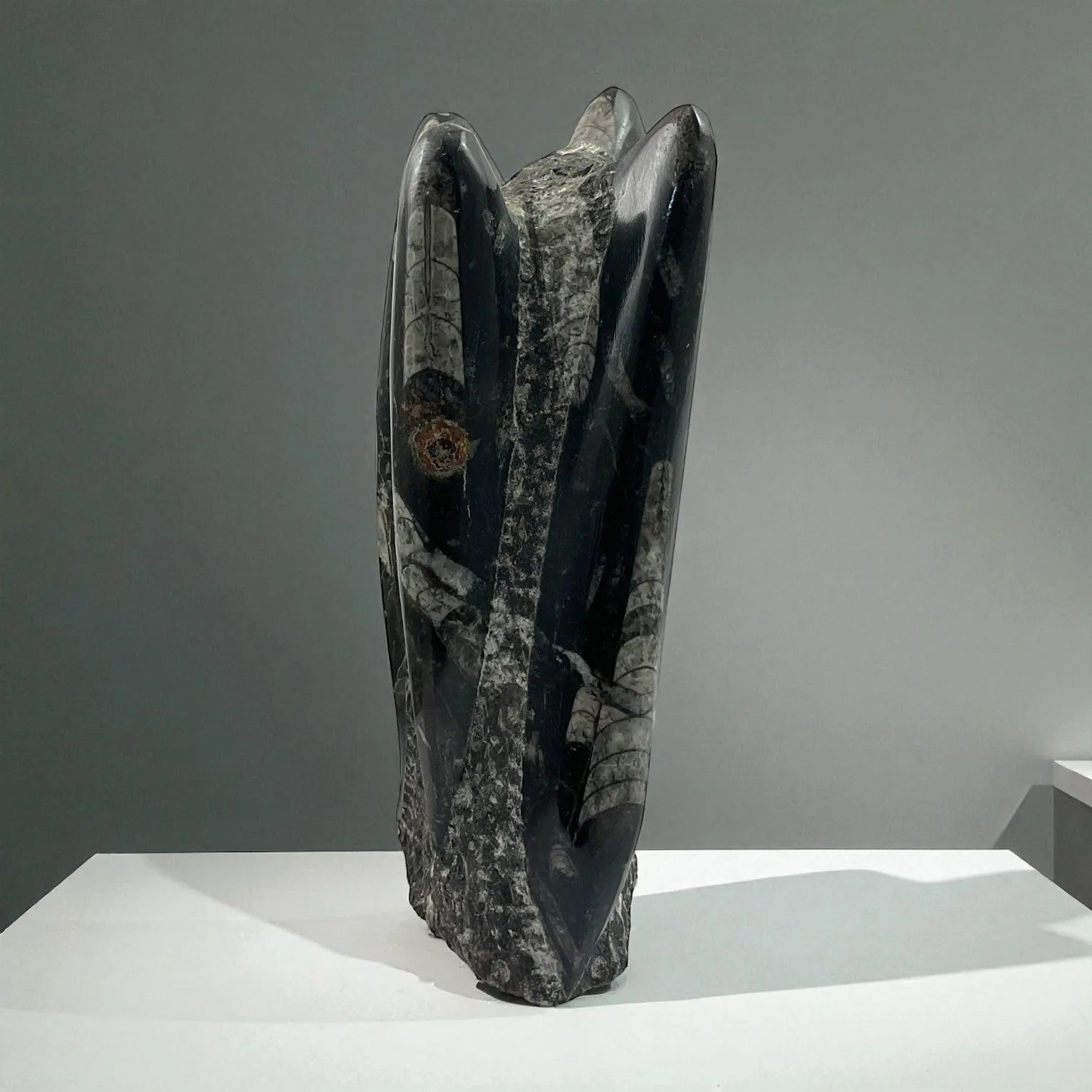 Orthoceras