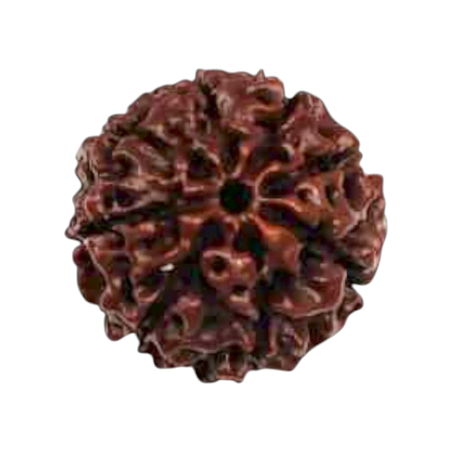 Natural 8 Mukhi Rudraksha