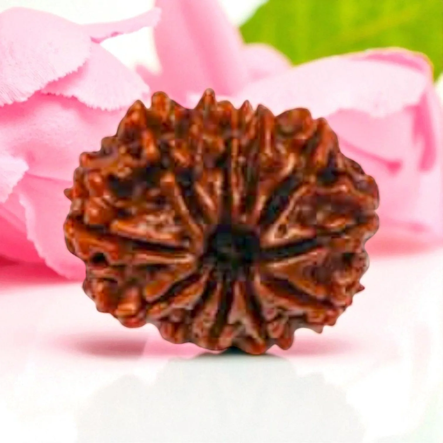 Natural 11 Mukhi Rudraksha