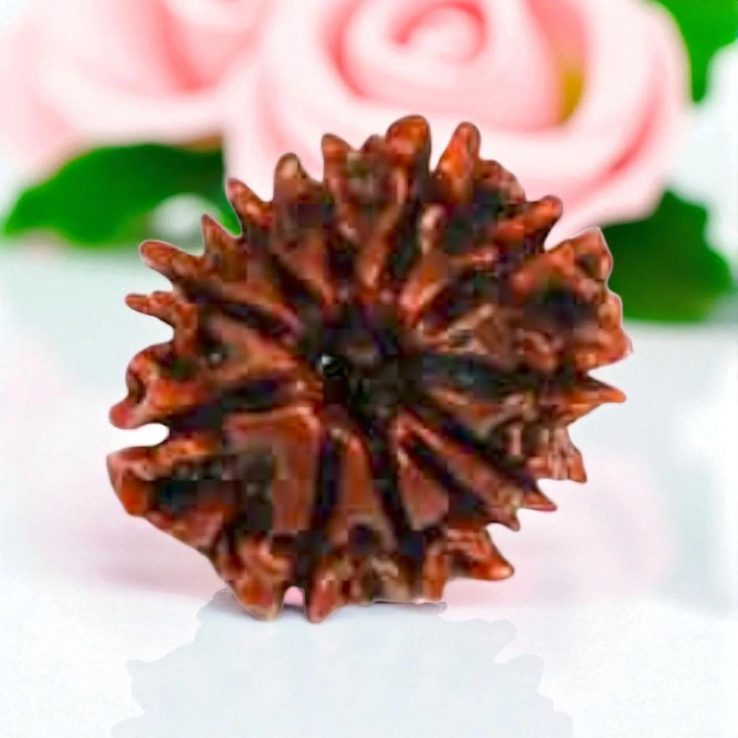 Natural 11 Mukhi Rudraksha