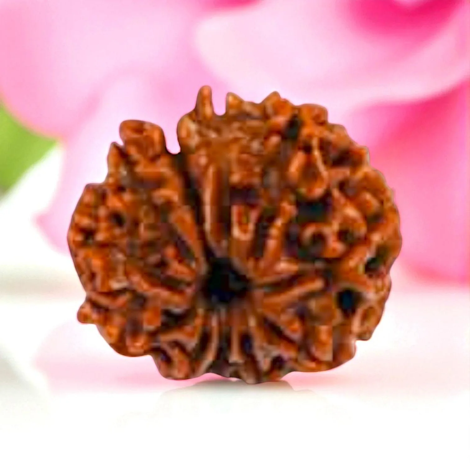 Natural 11 Mukhi Rudraksha
