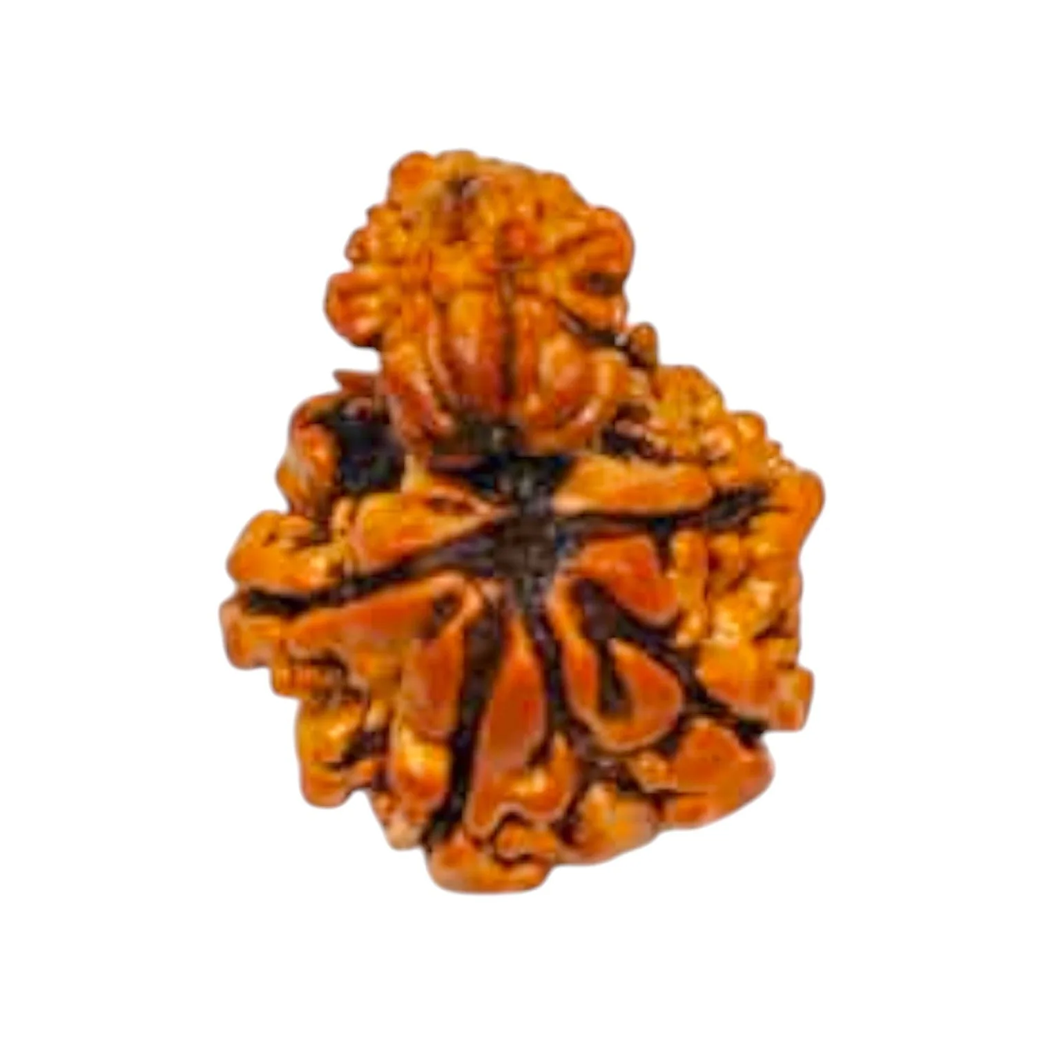 Garbh Gauri Rudraksha