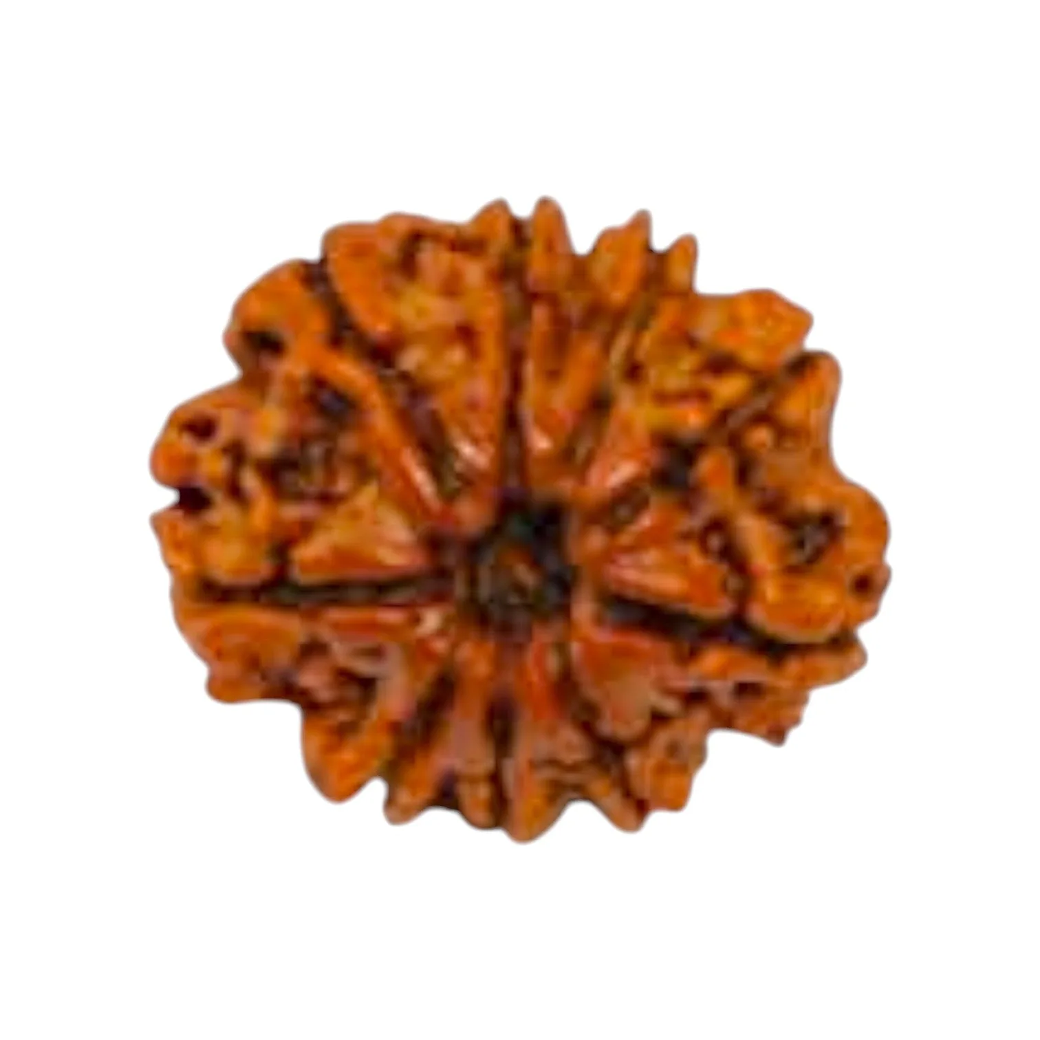 Natural 9 Mukhi Rudraksha
