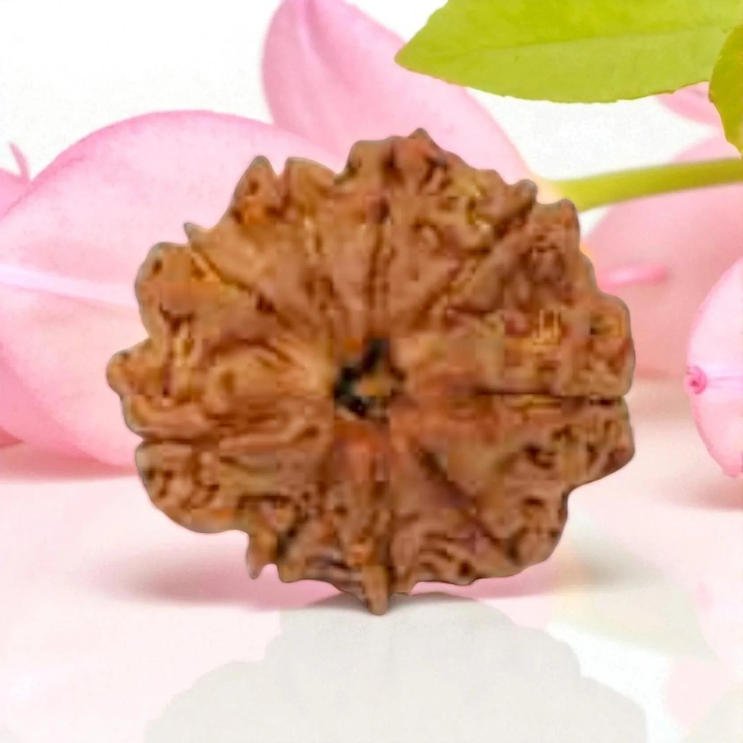 Natural 9 Mukhi Rudraksha