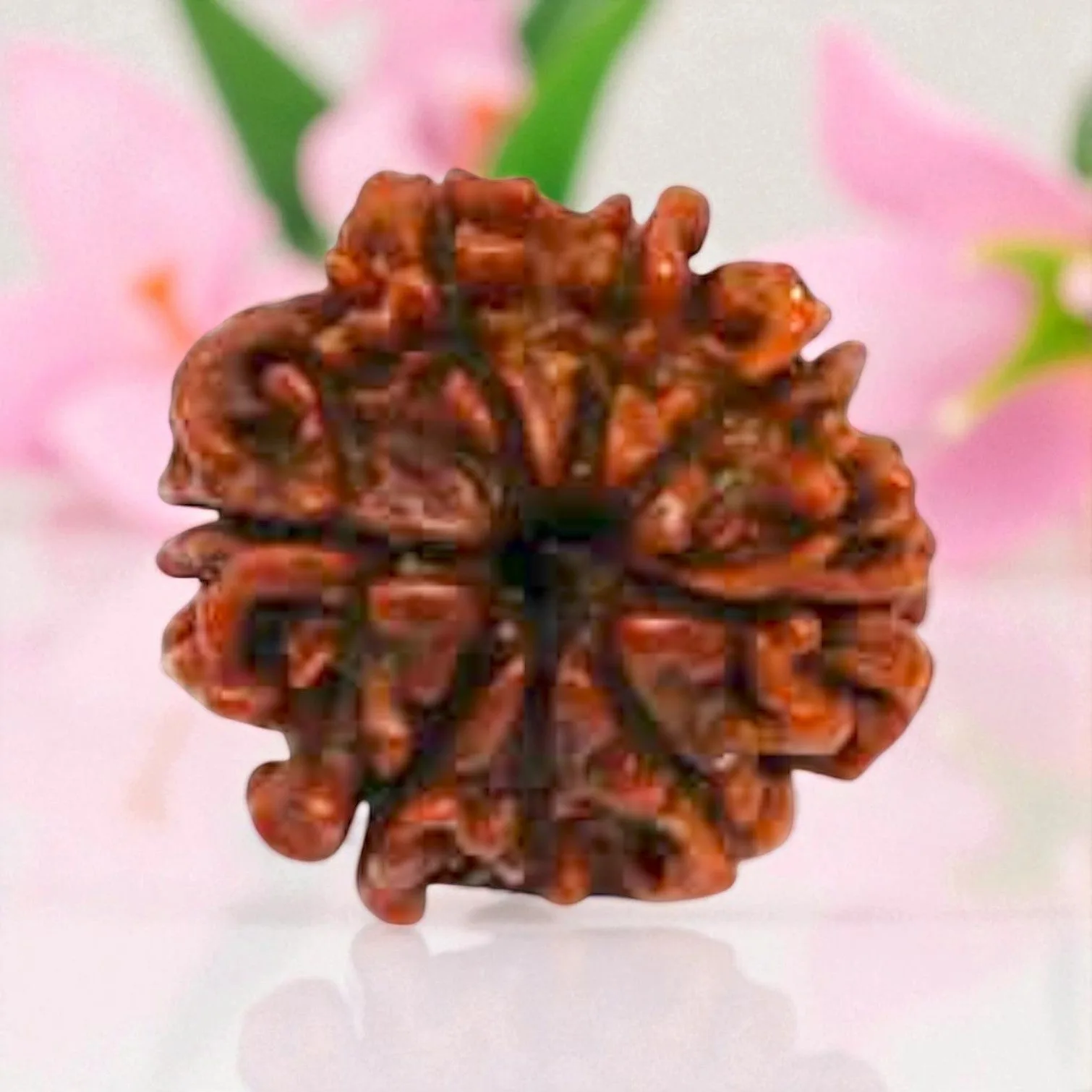 Natural 8 Mukhi Rudraksha