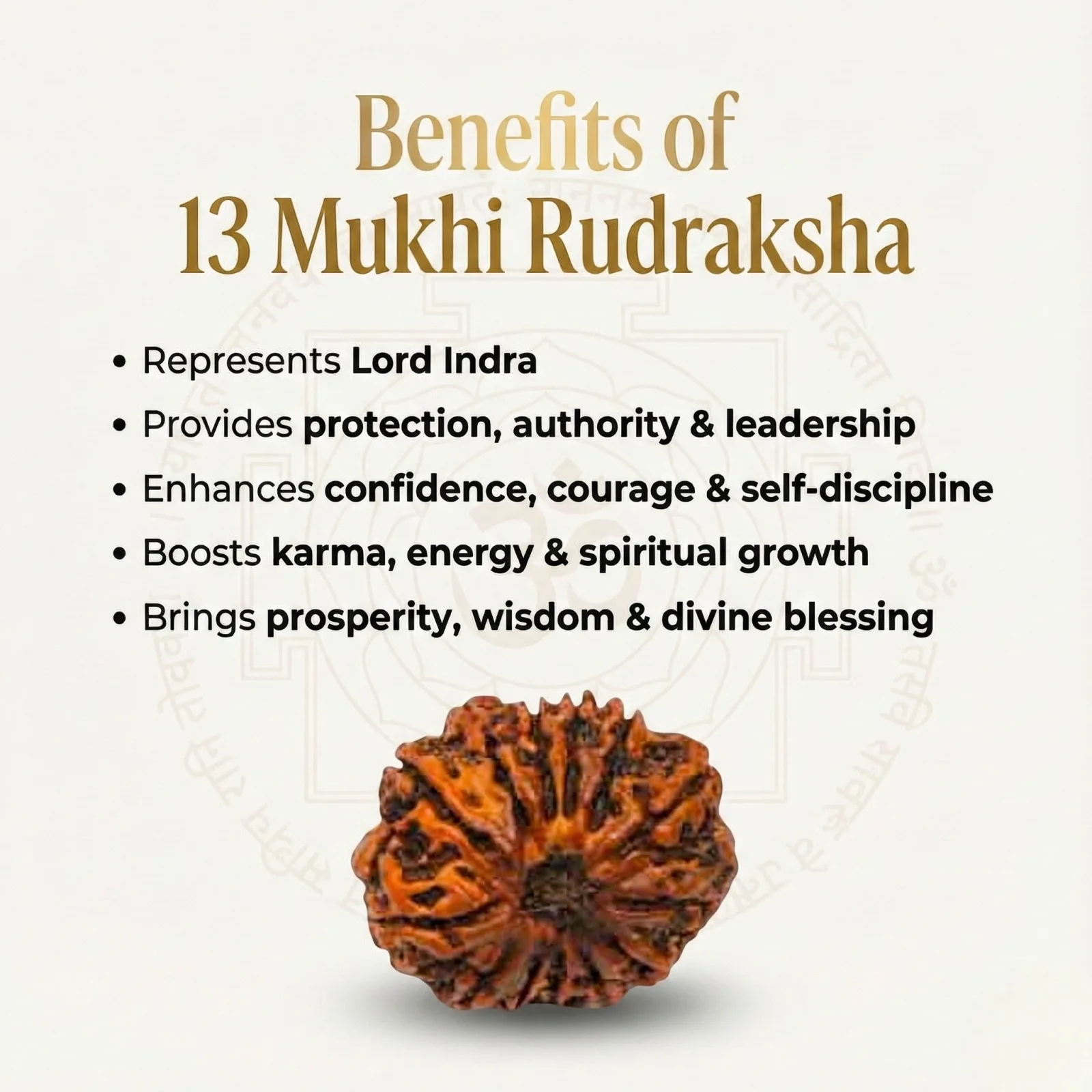 Natural 13 Mukhi Rudraksha