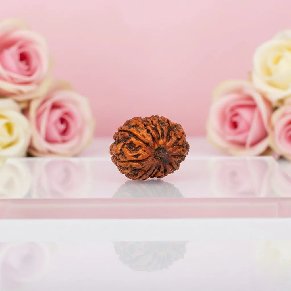 Natural 13 Mukhi Rudraksha