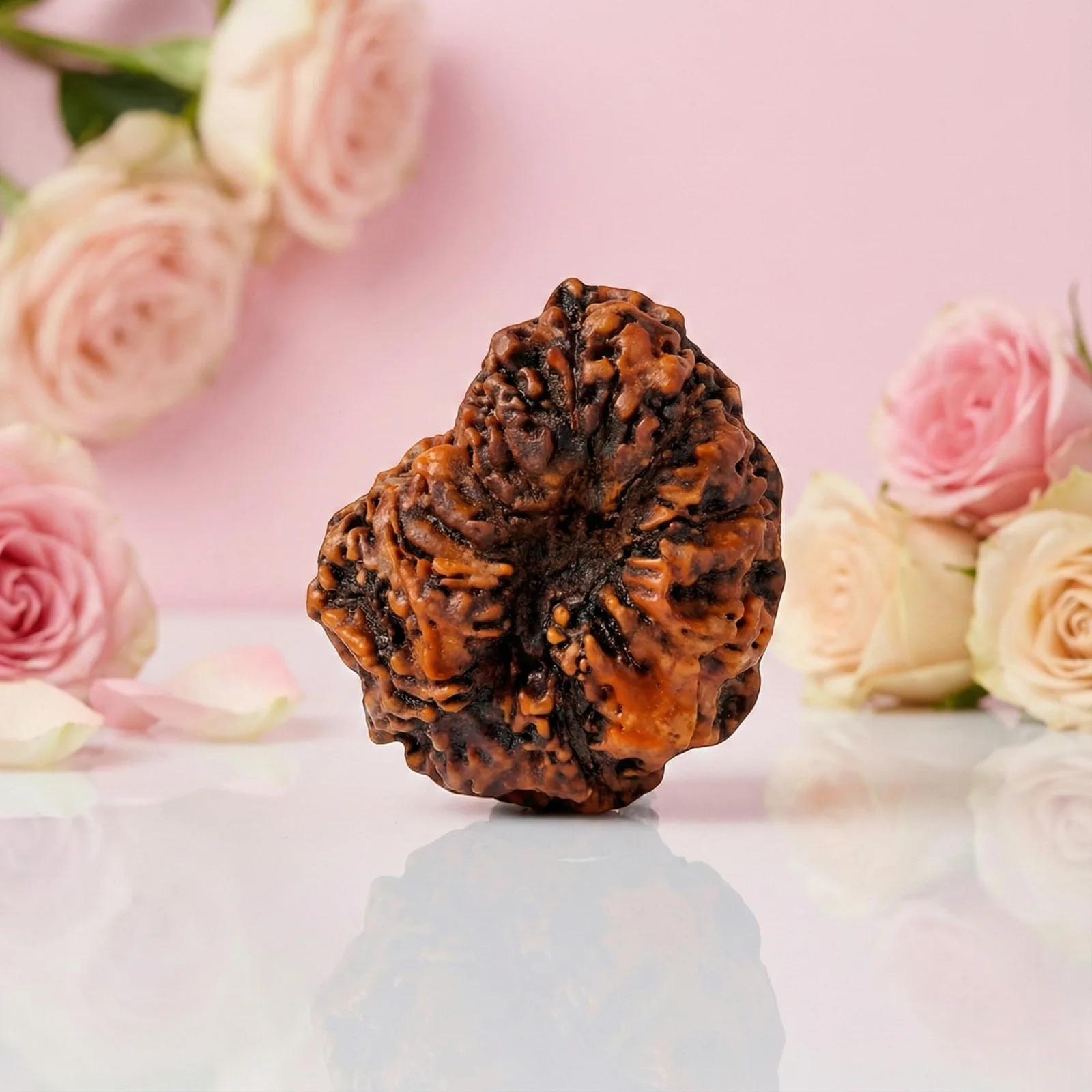 Natural 14 Mukhi Rudraksha