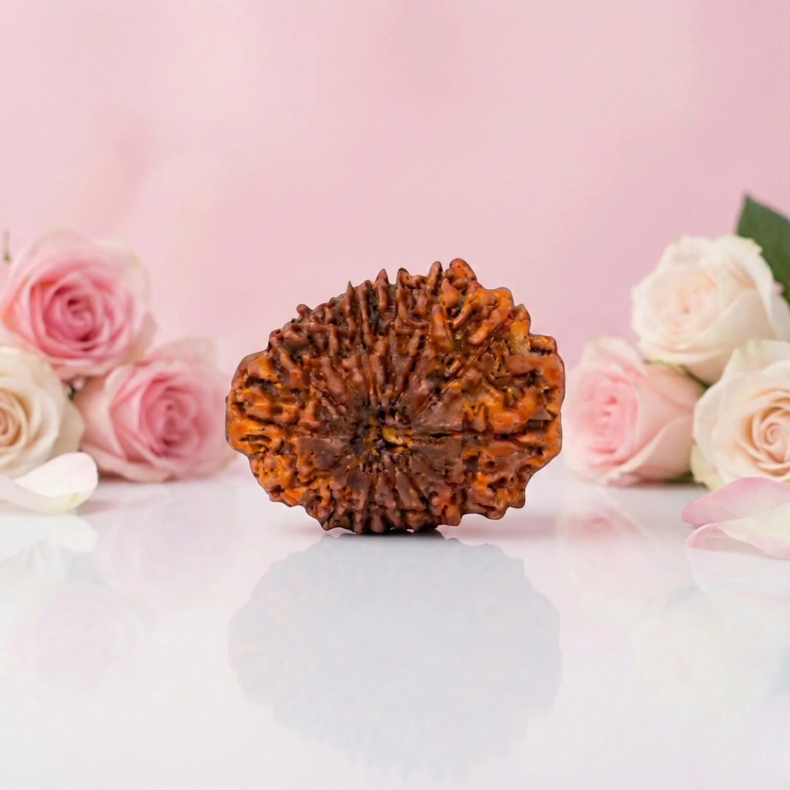Natural 14 Mukhi Rudraksha